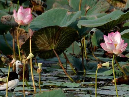 Ban 'Hand' shakes: EC on Congress demand to 'hide' BJP's lotus