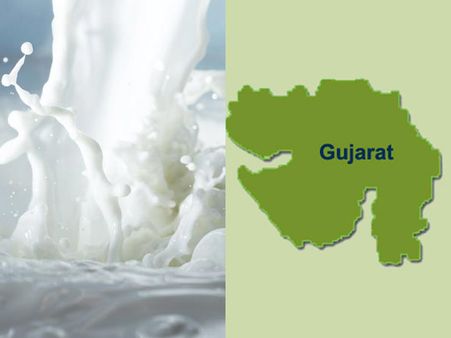 Baroda Dairy's daily milk procurement crosses 5 lakh litres