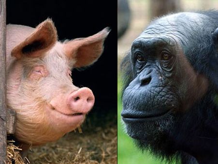 Humans a hybrid of a pig and chimpanzee, claims top geneticist