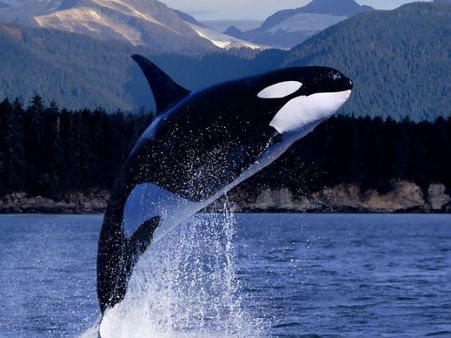 11 whales found dead in southwest Florida