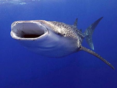 Mexico: Rare conjoined grey whale twins die after few hours of birth