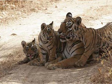 Guddu, 26, India's longest surviving tiger dead