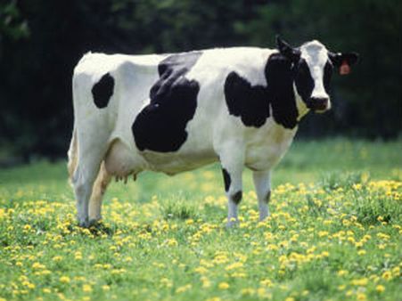 Indian Dairy Industry continues to Develop