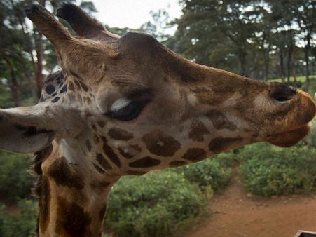 Giant coolers, water melons beat the heat for Delhi Zoo animals