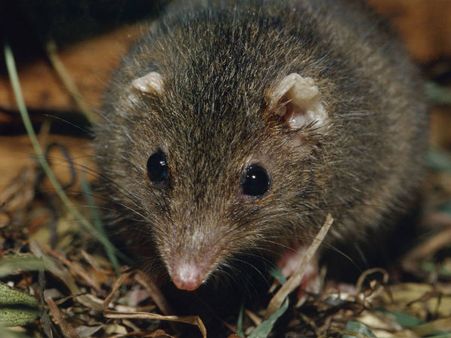 Rats in Mantralaya: BJP says Eknath Khadse got the number wrong