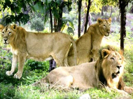 Copenhagen Zoo kills four healthy lions