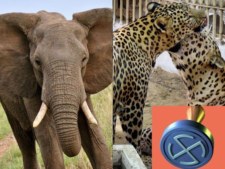 When 3 animals turned up for election: Poll anecdotes (In pics)