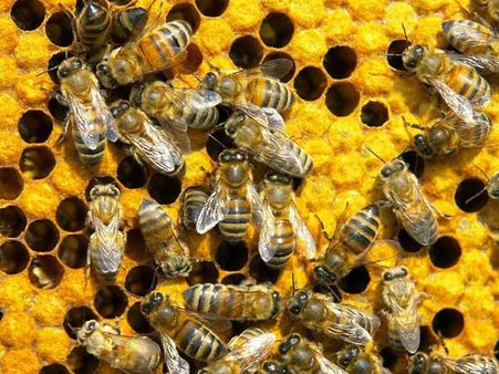 On this US highway, bee-ware