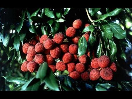 Litchi sales, export hit by encephalitis syndrome