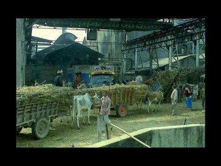 Speculation responsible for sugar price rise: Paswan