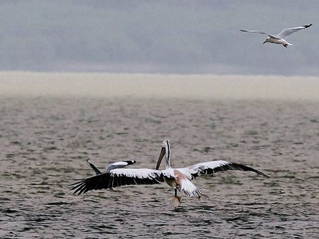 Pak court lifts ban on rare bird hunting