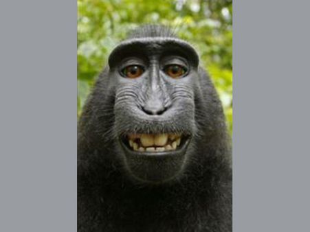 Should this monkey have the selfie copyright? Controversy snowballs