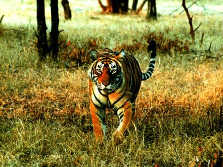 Tiger takes away woman in Sundarbans