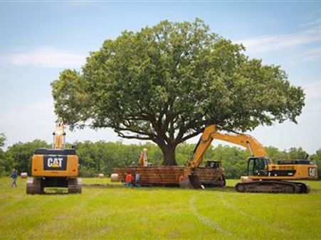 Stop mindless cutting of trees, relocate them: Punjab & Haryana High Court