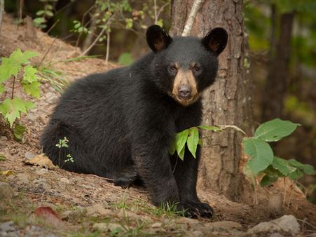 Bear kills Indian-origin student while hiking in US nature preserve