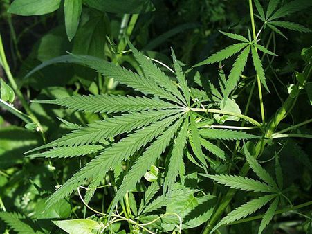 Make marijuana legal: Campaigns begin in various parts of US