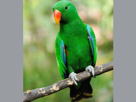 English-speaking parrot, missing for 4 years, comes back chattering in Spanish !