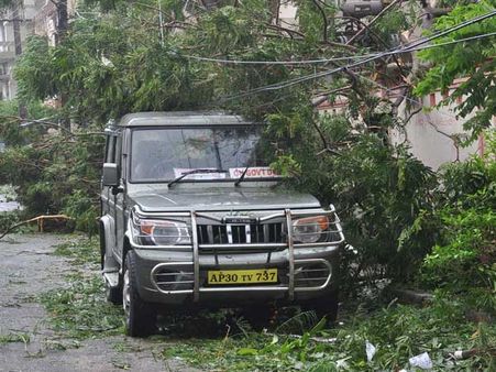 Odisha loses many precious trees in Cyclone Hudhud