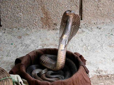 OMG!!! 4-foot Cobra found in Delhi's SBI ATM, rescued by wildlife team