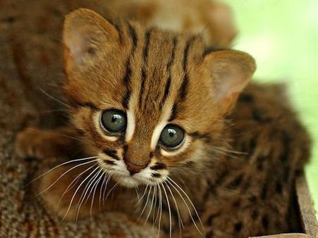 Rajasthan abode to World’s smallest cats, declared 'vulnerable' by IUCN