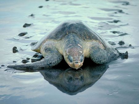 'Operation Oliver' begins in Odisha