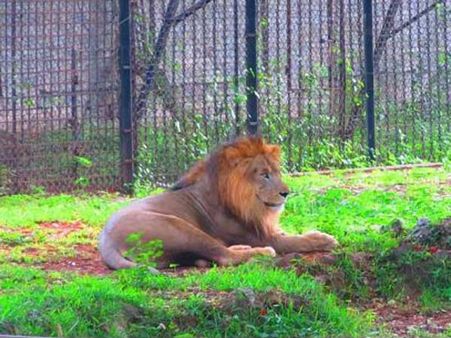 33 rescued lions arrive in South Africa in airlift