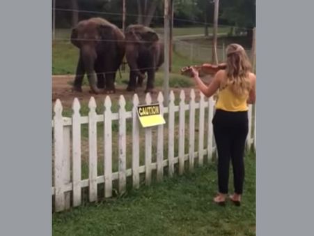 Video: Composer Bach lives among Elephants; Watch them dance