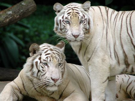 Roar of tigers to again reverberate in MP! State to have world's first White Tiger Safari