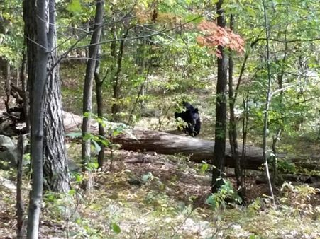 Indian-origin student took bear's photos before it killed him