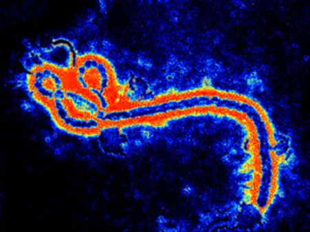Taiwan reports suspected Ebola infection