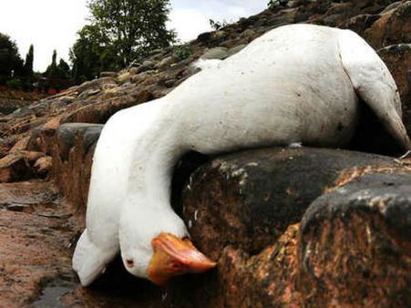 15 bird deaths in Gwalior zoo spark fear of bird flu