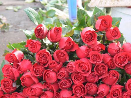 Colombian flower exports blooming ahead of Valentine's Day