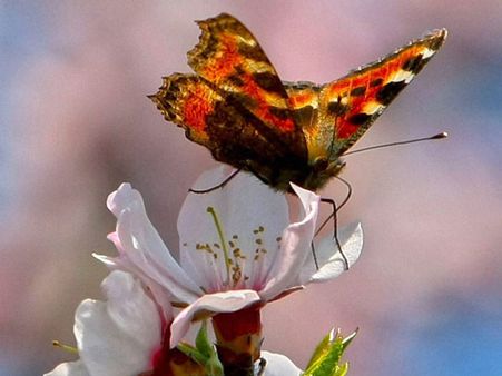 Rapid Action Project to document butterflies in Nagaland