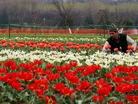 In Pics: Tourists enjoy at Asia's largest Tulip Garden in Srinagar