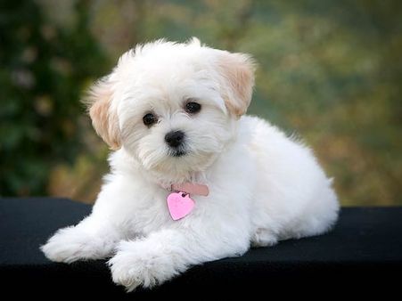 Family mourns pet's death as per traditional Hindu custom