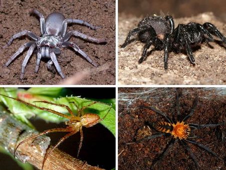 Scientists create new version of spider silk