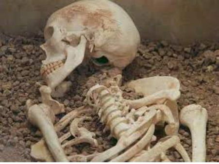 Kolkata Shocker: Ex-TCS employee found living with dead bodies of pet dogs, sister and father