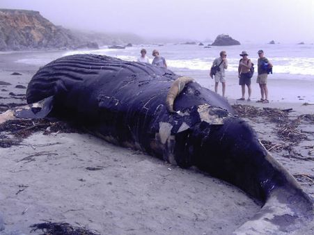 42-ft-long blue whale washed ashore in Alibaug, dies