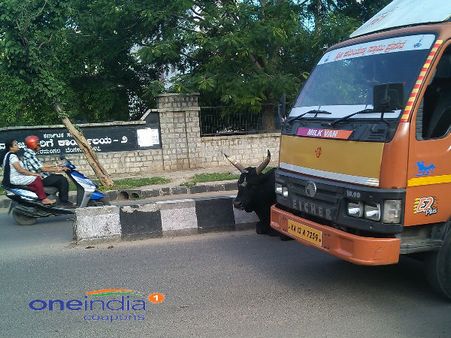 Bengaluru: Stray cattle menace main reason behind huge traffic snarls?
