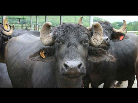 Maharashtra: Girl forced-fed buffalo dung by exorcist to get rid of ‘evil spirit’