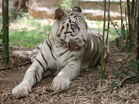 Beware trekkers! Wild tiger spotted in Bengaluru's Bannerghatta Biological Park