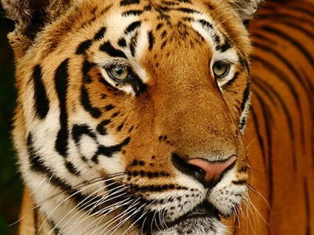 20 wild cats died in Bannerghatta park in last 15 months