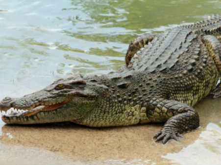 Odisha: Woman fights back crocodile, escapes from jaws of death