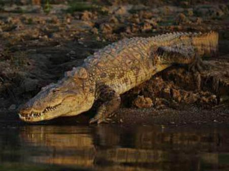 70 crocodile heads found in a freezer in Australia