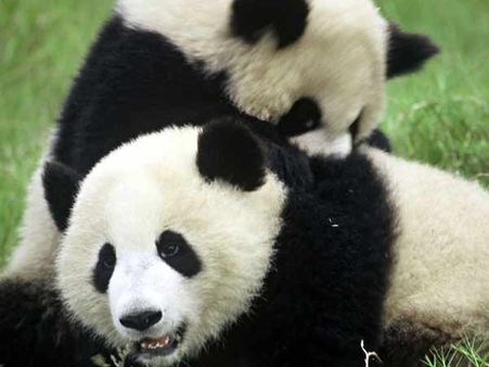 Pandas may have unique body clock
