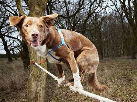 Lost pet dog reunited with owners after 9 years