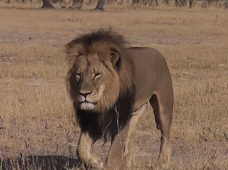 Office of dentist who killed Cecil the lion reopens