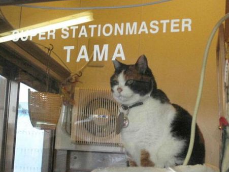 OMG! Japanese railway gets second cat station master