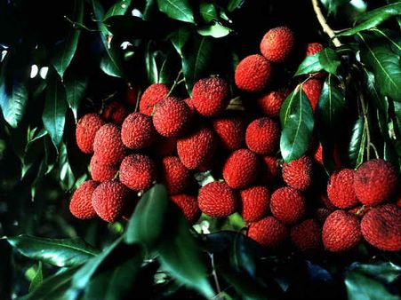 India's first field gene bank for litchis set up in Bihar