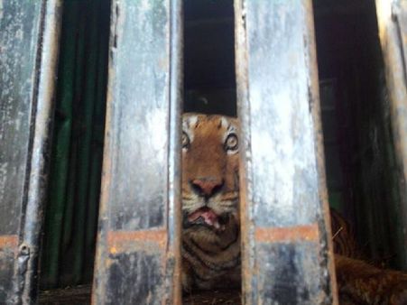 New Zealand zookeeper killed in tiger attack